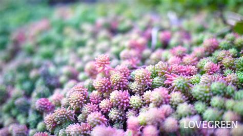 多年生草花種類|常緑多年草おすすめ36種｜花壇に植えたい種類の特徴と植え